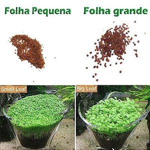 600 Sementes Hemianthus Callitrichoides - Cuba