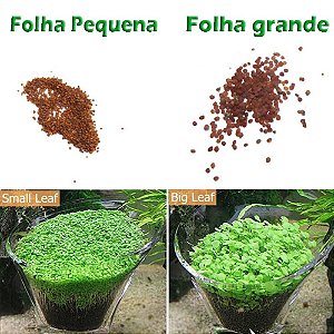 2500 Sementes Hemianthus Callitrichoides - Cuba