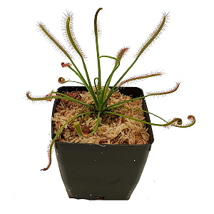 Muda Drosera Capensis