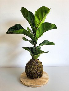 Kokedama | Ficus Compacto