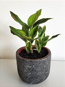 Aglaonema Rotundum | Pote Médio