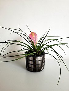 Bromélia Tillandsia Cyanea | Pote Médio