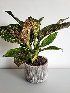 Aglaonema Red | Pote Médio