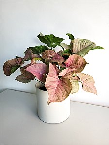 Singônio Rosa (Syngonium podophyllum ‘Neon Robusta’) | Pote Médio