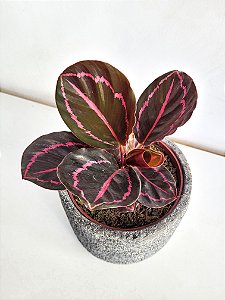 Calathea Rubi | Pote Médio