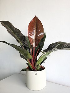 Philodendron Imperial Red | Pote Extra Grande