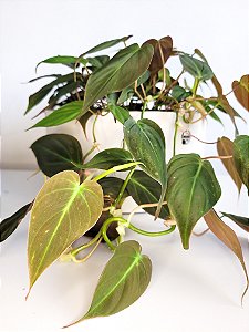 Philodendron Micans | Cuia Grande