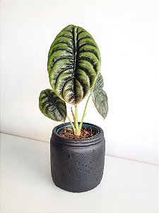 Alocasia Pulmão de Aço (Cuprea) | Pote Médio