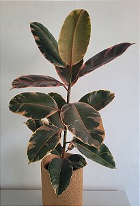 Ficus Elástica Ruby | Pote Grande