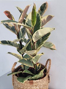 Ravenala (0,90m)  Pote Extra Grande - Indoor Plantas