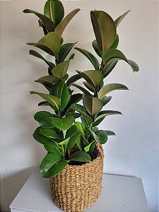 Ravenala (0,90m)  Pote Extra Grande - Indoor Plantas