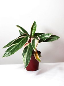 Maranta Triostar | Pote Médio