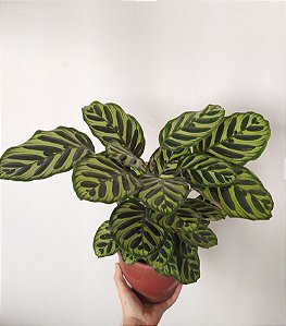 Maranta Pavão | Pote Grande