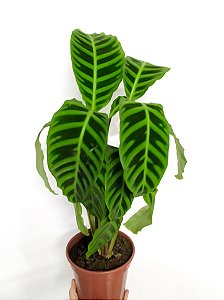 Maranta Zebrina | Pote Grande