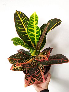 Croton Petra | Pote Grande