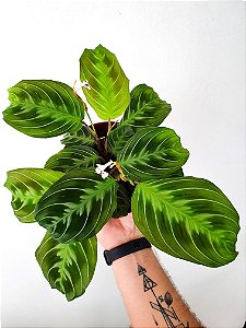 Maranta Leuconeura | Pote Médio