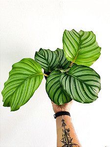 Maranta Orbifolia | Pote Grande