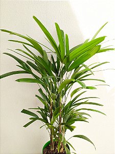 Ravenala (0,90m)  Pote Extra Grande - Indoor Plantas