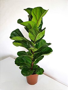 Ficus Lyrata Compacto | Pote Grande