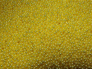 Pérola Amarela 4mm