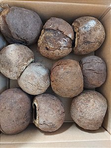 Oriço de Castanha do Pará 12 unidades sem o fruto