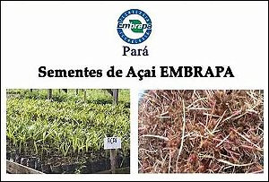 SEMENTES DE AÇAI FRESCA 2 KG