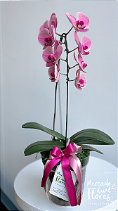 Orquídea Phaleanopsis Vidro