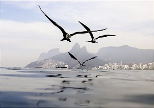 Aves sobrevoando o mar em clima nublado