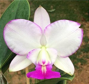 Cattleya Walkeriana Semi Alba "Contorno"