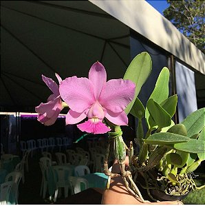 Cattleya Walkeriana Vinicolor "Miss Poledance"