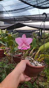 Cattleya Walkeriana Vinicolor "Gavião da Adega"