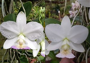 Cattleya Nobilior S/A "Marcelo Nassif" x Cattleya Nobilior S/A "Fenomeno"