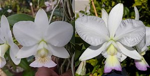 Cattleya Nobilior S/A "Fenomeno" x Cattleya Nobilior S/A "Gnomos"