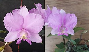 Cattleya Nobilior Tipo "Fatal" x Cattleya Nobilior Tipo "Caue" x Cattleya Nobilior Tipo "Sarue"