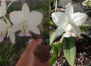 Cattleya Nobilior S/A "C3M x Cattleya Nobilior S/A "DNO" x Sibling