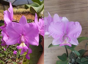 Cattleya Nobilior Tipo "Redondia" x Cattleya Nobilior Tipo "DRW" x Cattleya Nobilior Tipo "Sarue"