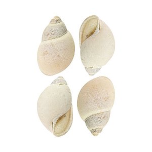 4 conchas caramujo natural enfeite de aquários e lagos