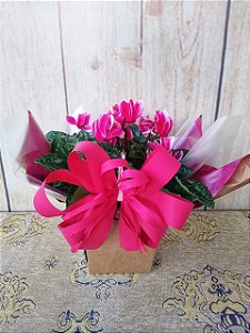 Cyclamen PT 11 Embalagem Luxo