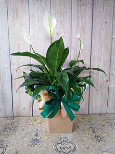 Lírio da Paz PT 15 Embalagem Luxo