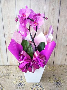 Orquídea Phalaenopsis (Variada) PT 12/15 Embalagem Luxo