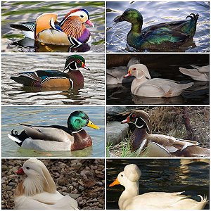 Lote Ovos Mix Marrecos Ornamentais - 12 unidades