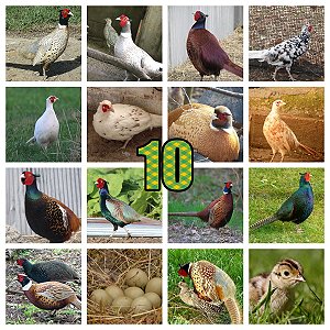 Lote Ovos Mix Faisões Ornamentais - 10 unidades