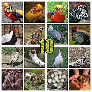 Lote Ovos Mix Faisões Exóticos - 10 unidades