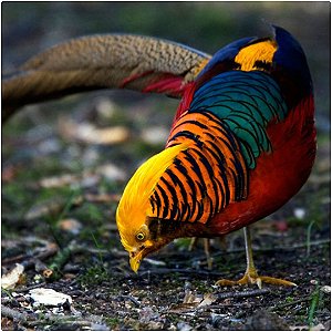 Faisão Dourado | Ovos Férteis Galados - unidade