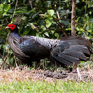 Faisão Nepal | Ovos Férteis Galados - unidade