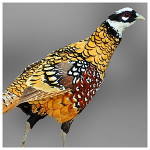 Faisão Venerado | Ovos Férteis Galados - unidade