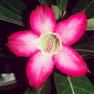Rosa do Deserto ROSA (Flor simples)