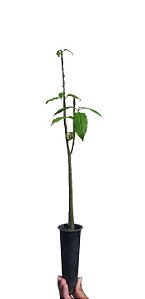 Kit 5 Mudas De Pau D' Alho - Medicinal + Manual De Plantio