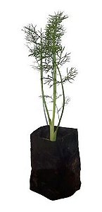 Kit - 12 Mudas Plantas Medicinais - Diversas + Manual