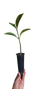 3 Mudas Canela De Sassafrás + 2 Mudas Bacupari  + Manual